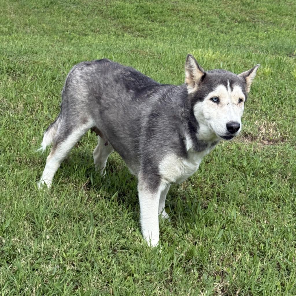 Scarface, a Adoptable Husky in Brenham, TX image 5/6