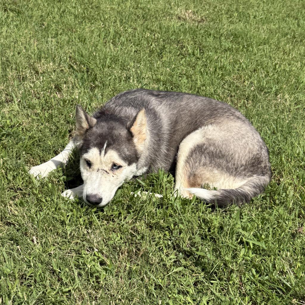 Scarface, a Adoptable Husky in Brenham, TX image 6/6