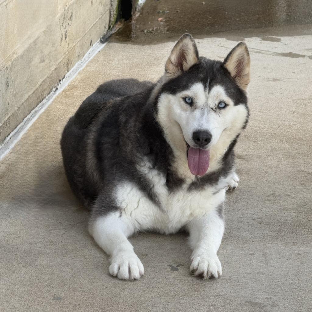 Scarface, a Adoptable Husky in Brenham, TX image 6/6