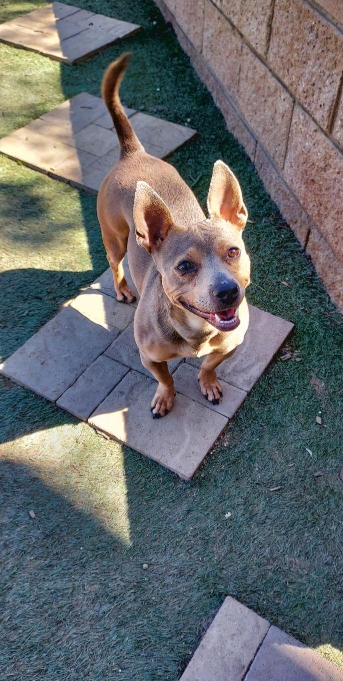 Enlarge Coco, a Adoptable Boston Terrier in Mentone, CA image 1/1