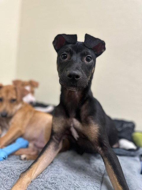 Enlarge Mya, a Adoptable mixed breed in Lake Hopatcong, NJ image 1/3