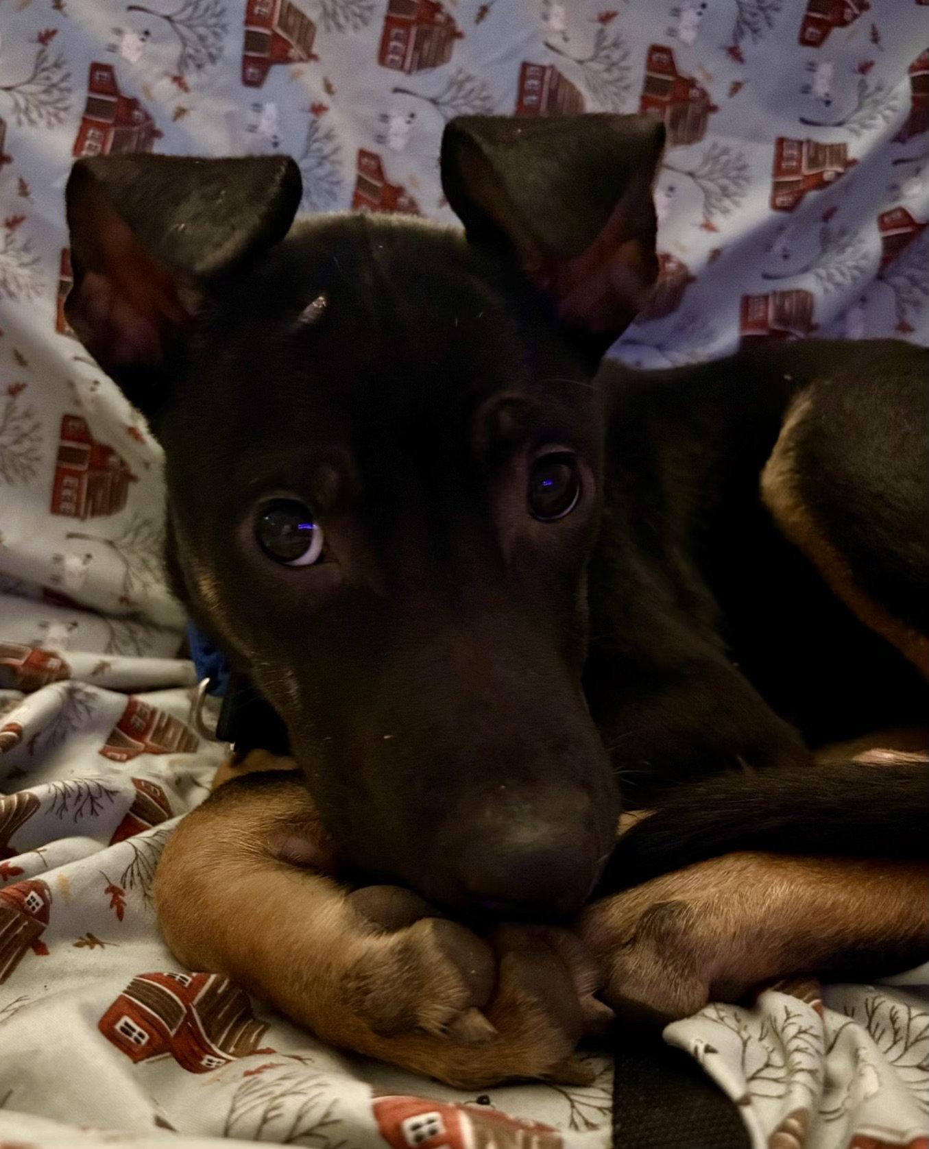 Enlarge Mya, a Adoptable mixed breed in Lake Hopatcong, NJ image 1/3