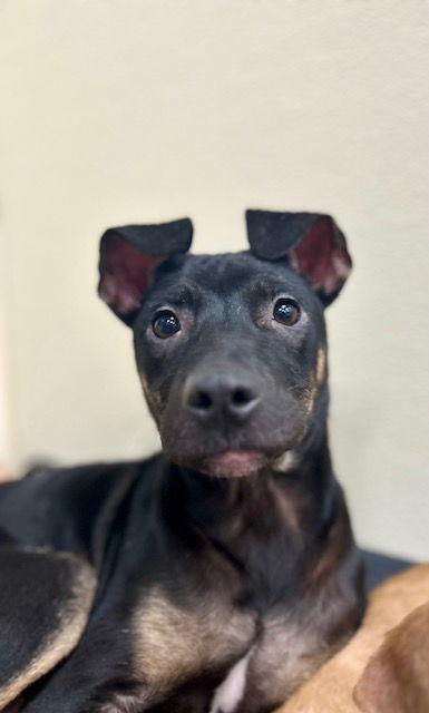 Mya, Adoptable, Puppy Female Shepherd & Beagle.