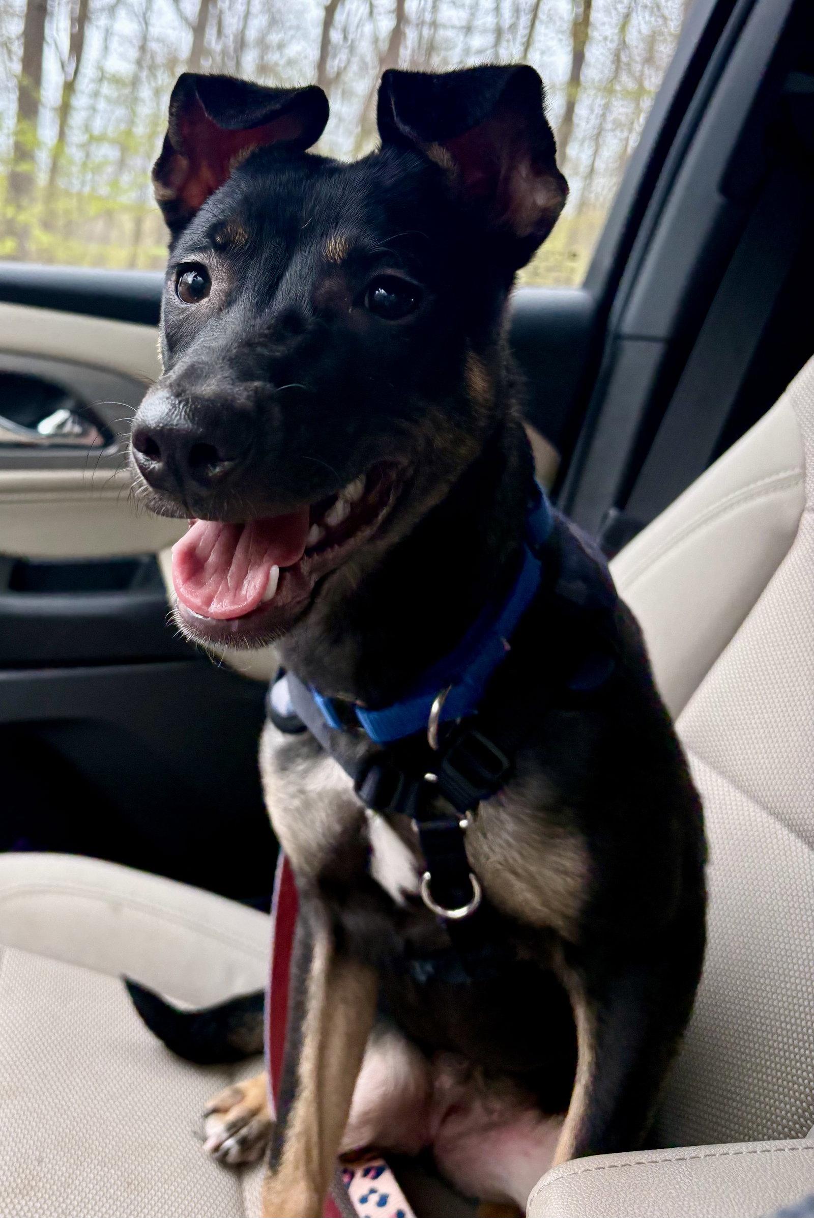 Enlarge Mya, a Adoptable mixed breed in Lake Hopatcong, NJ image 1/3