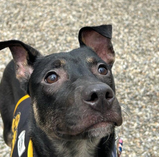 Enlarge Mya, a Adoptable mixed breed in Lake Hopatcong, NJ image 3/3