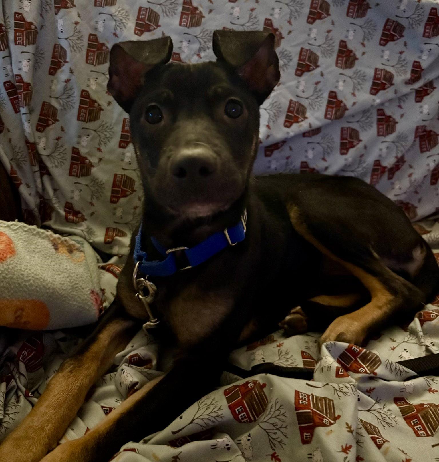 Enlarge Mya, a Adoptable mixed breed in Lake Hopatcong, NJ image 2/3