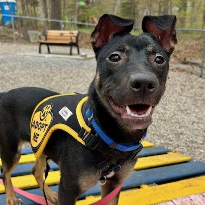 Mya, Adoptable, Puppy Female Shepherd & Beagle.