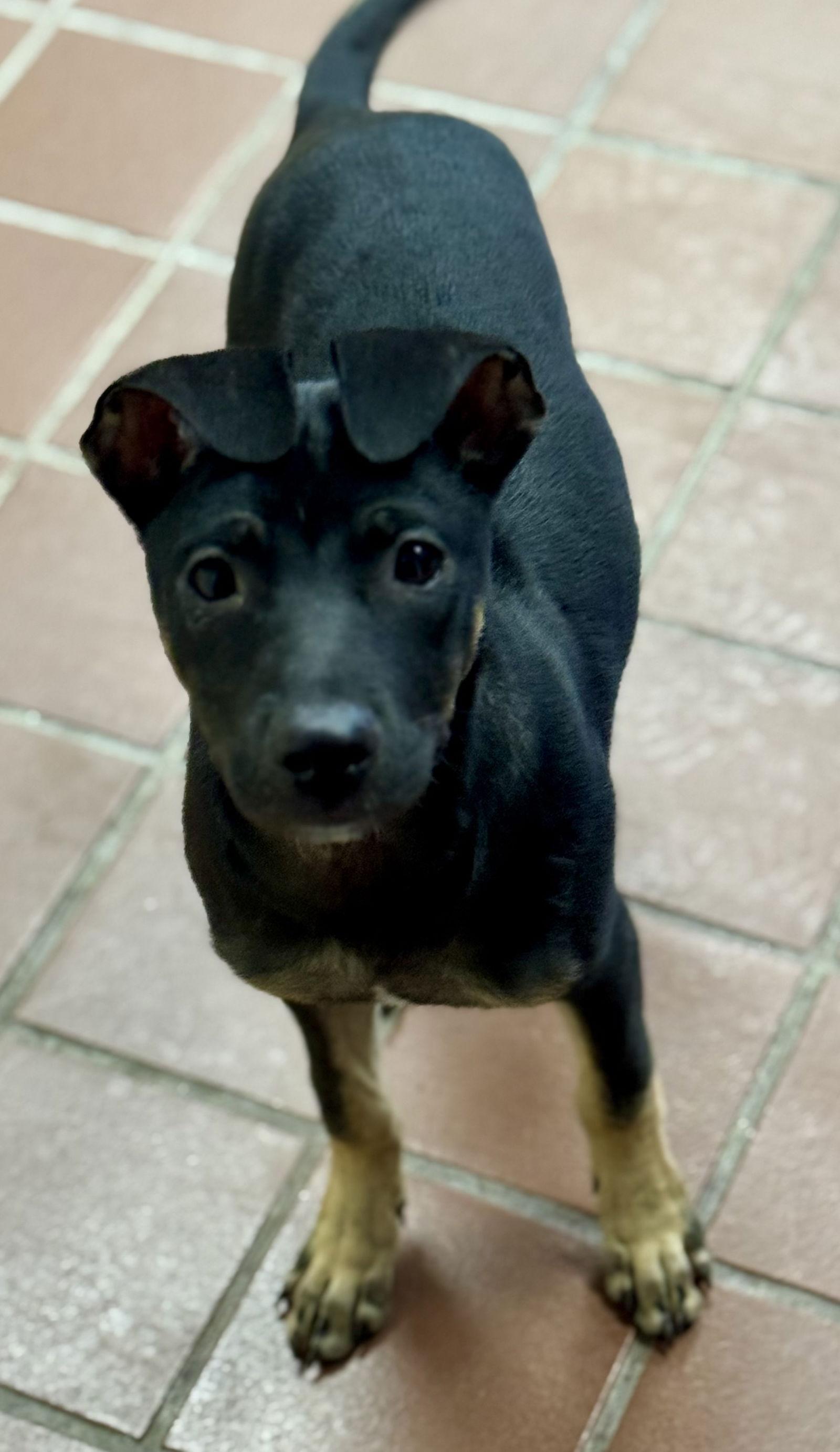 Enlarge Mya, a Adoptable mixed breed in Lake Hopatcong, NJ image 1/1