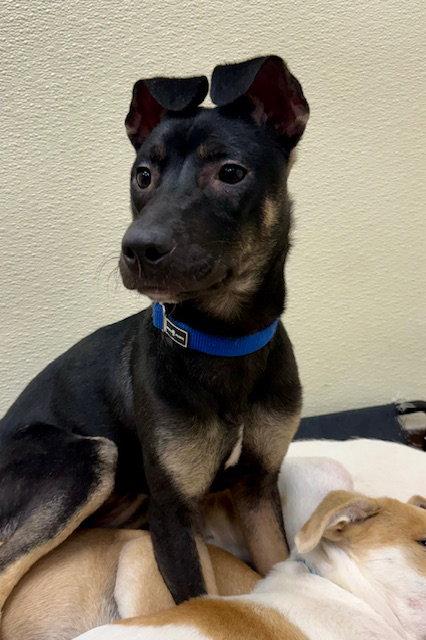 Enlarge Mya, a Adoptable mixed breed in Lake Hopatcong, NJ image 2/3