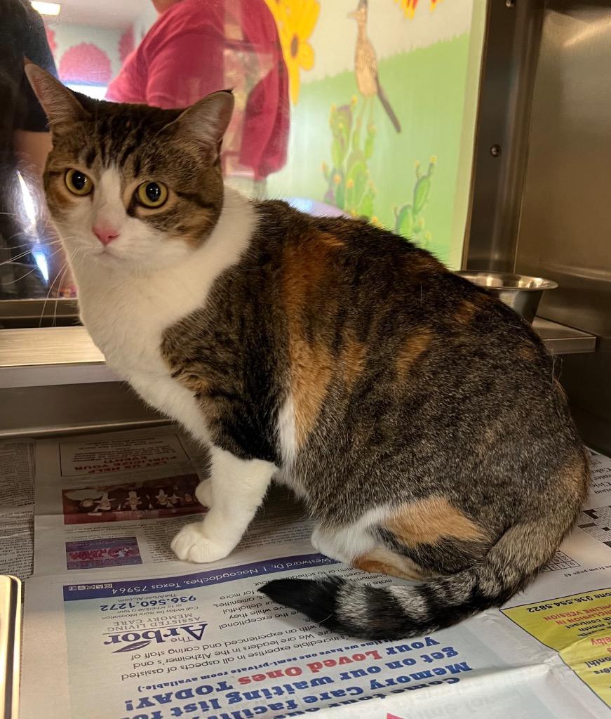 MJ, Adoptable, Senior Female Calico.