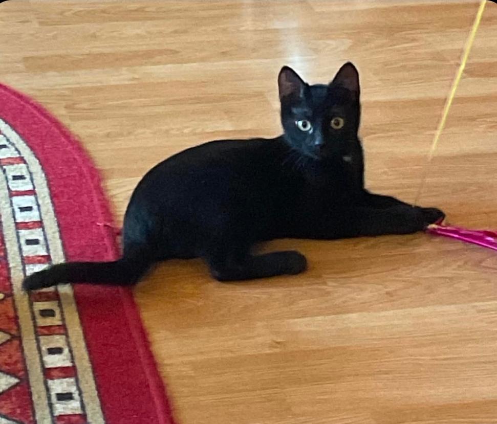 Fred & Flash, adopted, Young Male Domestic Short Hair.