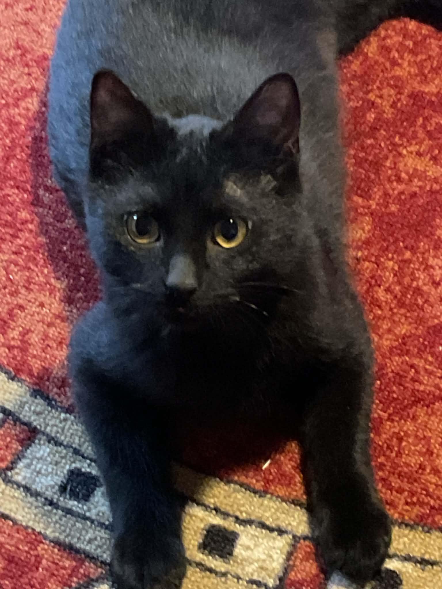 Enlarge Fred & Flash, an adopted Domestic Short Hair in WINLOCK, WA image 2/3