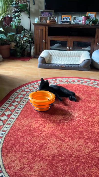 Enlarge Fred & Flash, an adopted Domestic Short Hair in WINLOCK, WA video 3/3