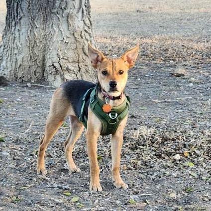 Enlarge Eddie, a Adoptable Terrier in San Antonio, TX image 1/1