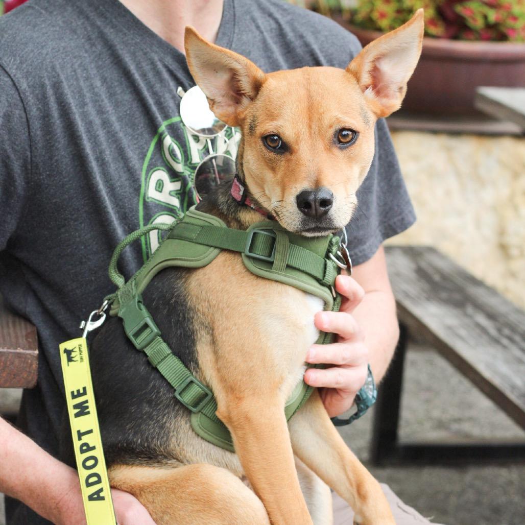 Enlarge Eddie, a Adoptable Terrier in San Antonio, TX image 2/2
