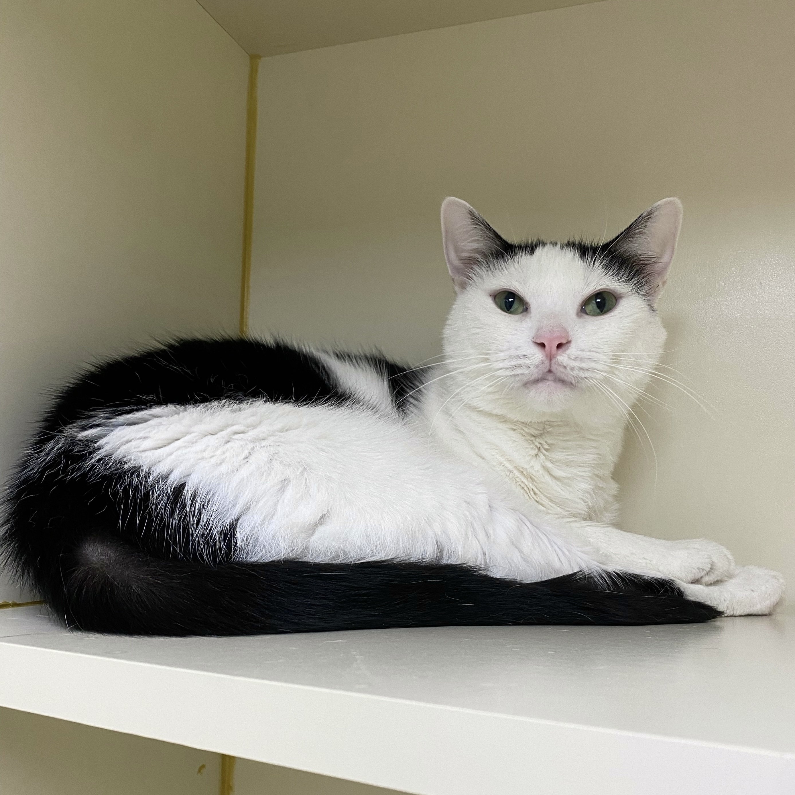 Saphire, an adopted Domestic Short Hair in Myerstown, PA_image-1