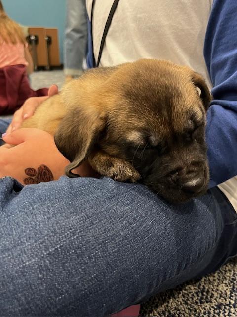 Enlarge Wynn, a Adoptable mixed breed in Minneapolis, MN image 5/6