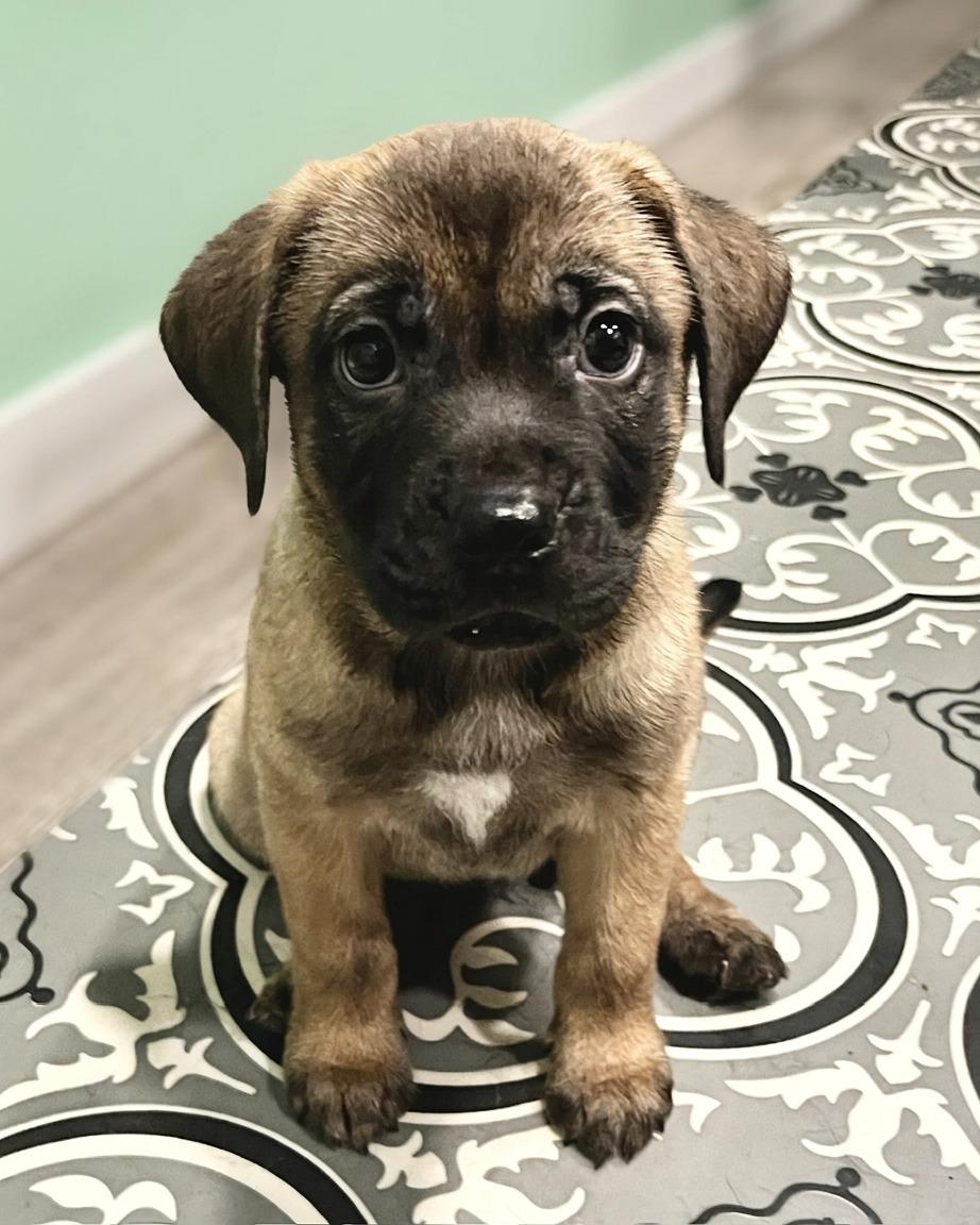 Wynn, Adoptable, Puppy Female Terrier & Mixed Breed.