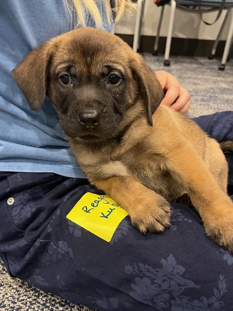 Enlarge Wynn, a Adoptable mixed breed in Minneapolis, MN image 4/6