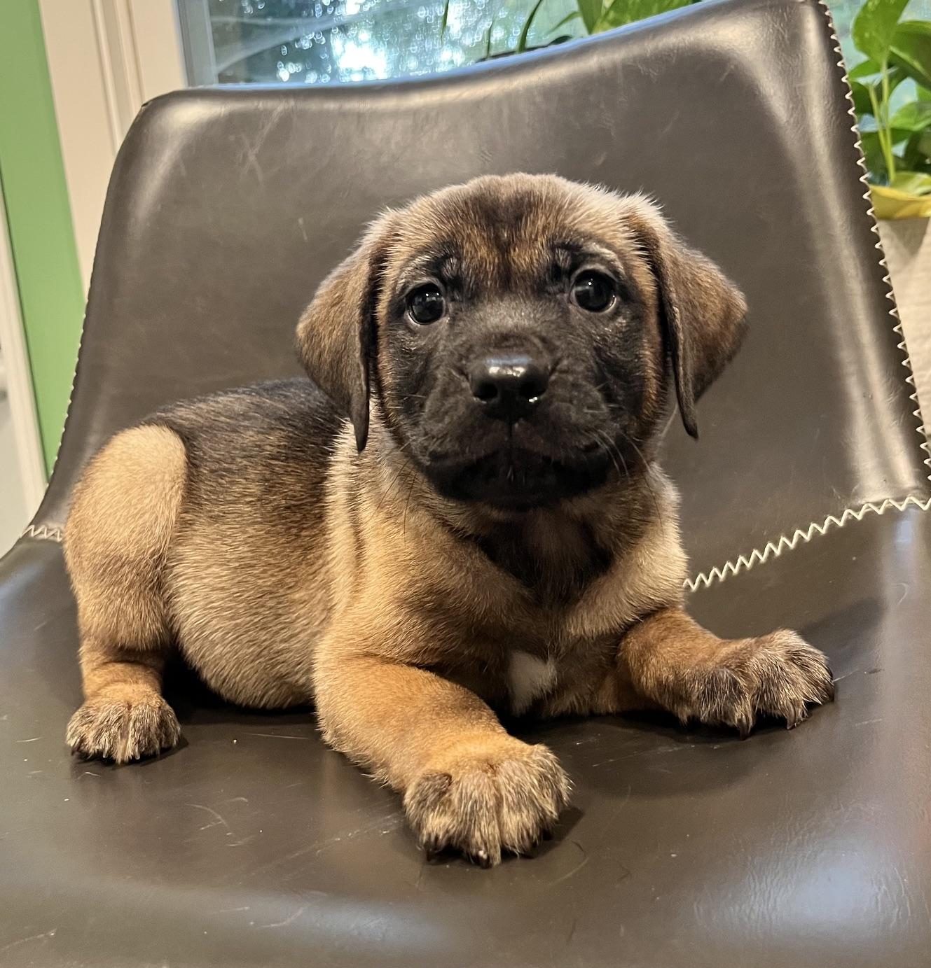 Enlarge Wynn, a Adoptable mixed breed in Minneapolis, MN image 2/6