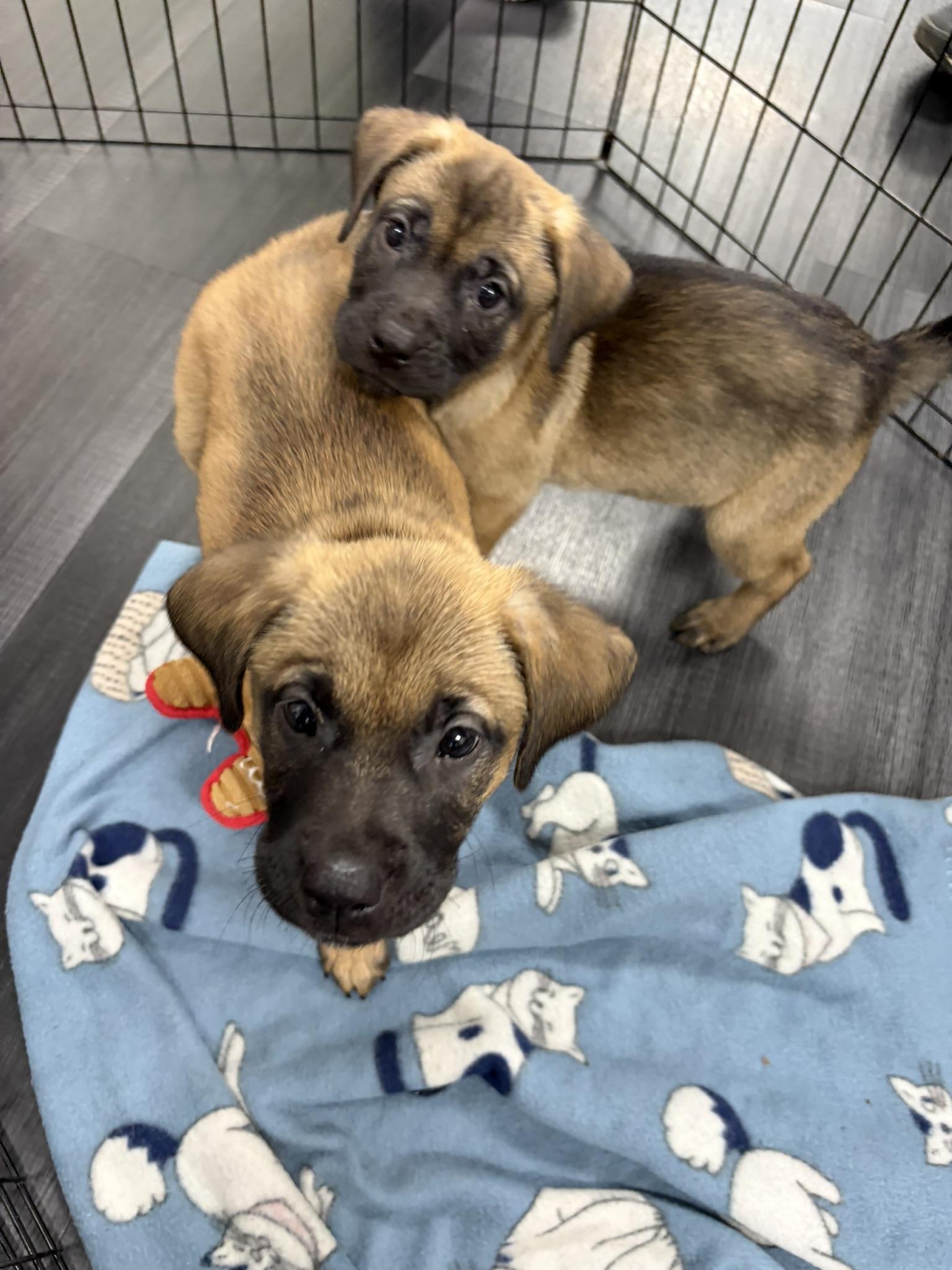 Enlarge Wynn, a Adoptable mixed breed in Minneapolis, MN image 6/6