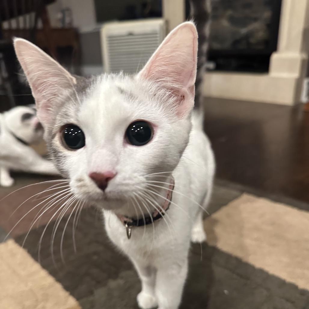 Enlarge Ruby, a Adoptable Domestic Short Hair in Glenview, IL image 1/4