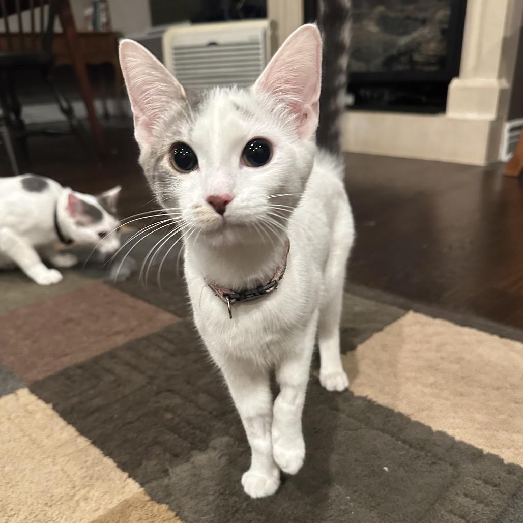 Enlarge Ruby, a Adoptable Domestic Short Hair in Glenview, IL image 2/4