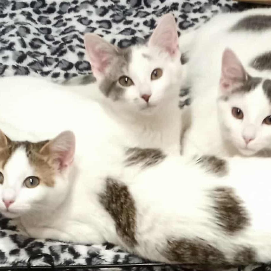 Enlarge Ruby, a Adoptable Domestic Short Hair in Glenview, IL image 3/4