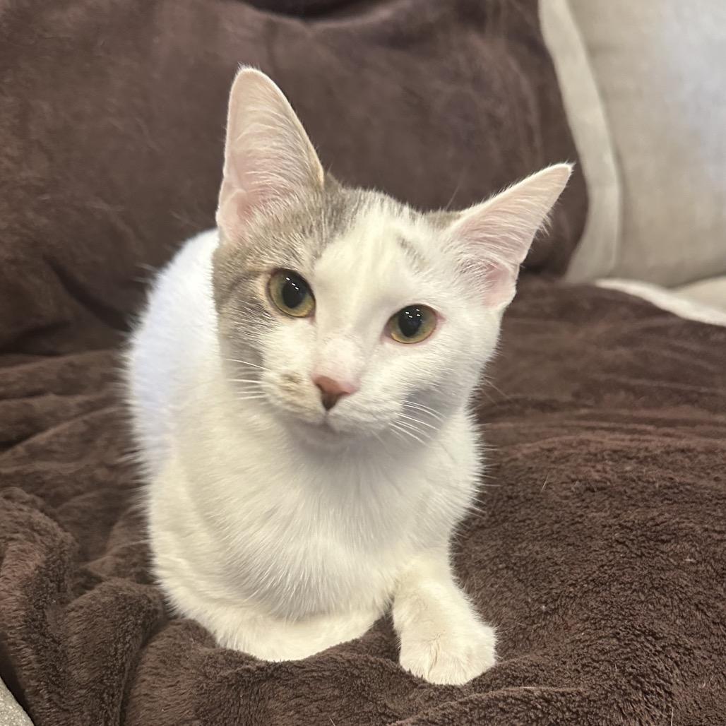 Enlarge Ruby, a Adoptable Domestic Short Hair in Glenview, IL image 3/6