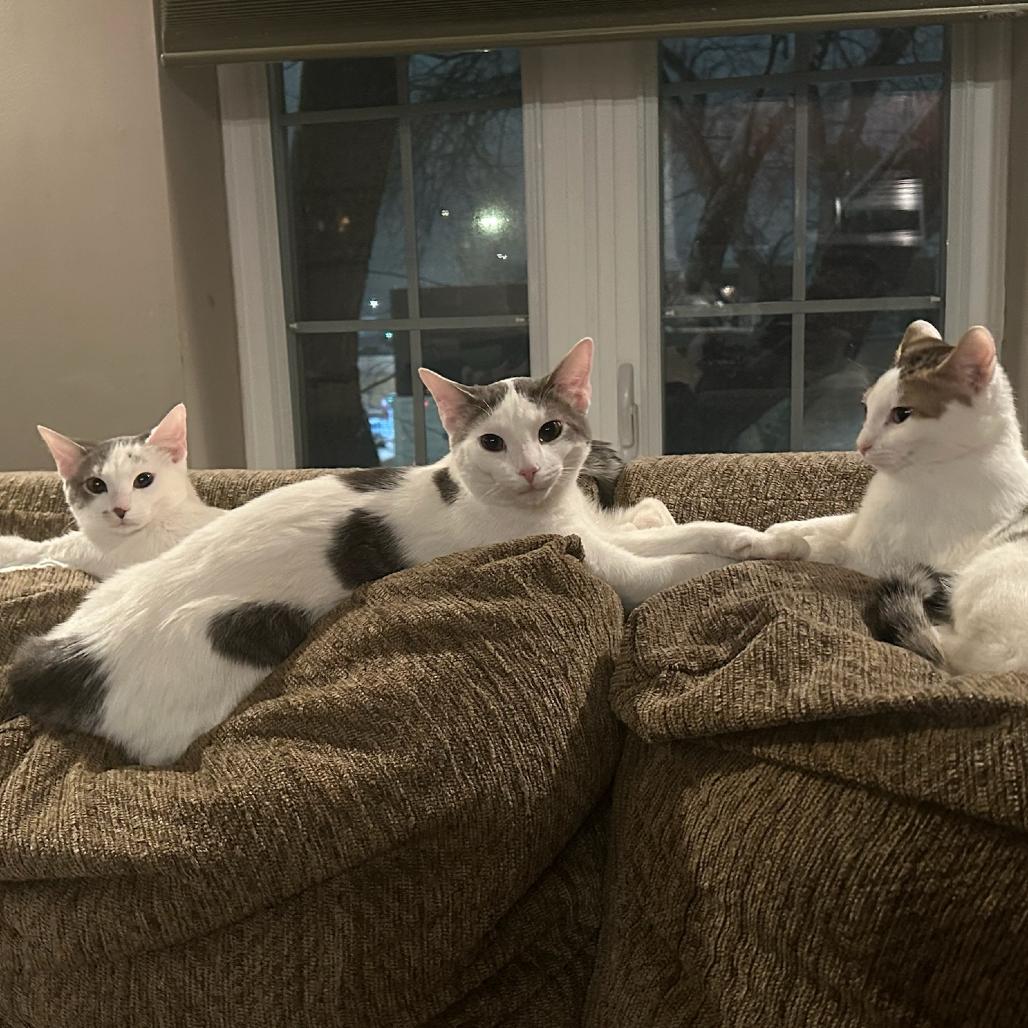 Enlarge Ruby, a Adoptable Domestic Short Hair in Glenview, IL image 5/6