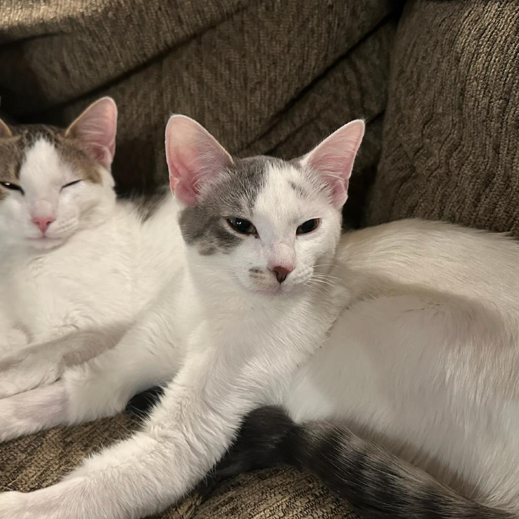 Enlarge Ruby, a Adoptable Domestic Short Hair in Glenview, IL image 6/6