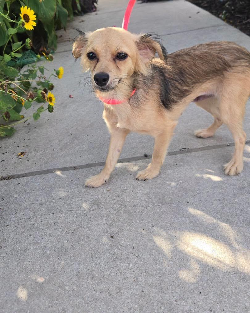 Hannah, an adopted mixed breed in Winsted, CT image 1/6