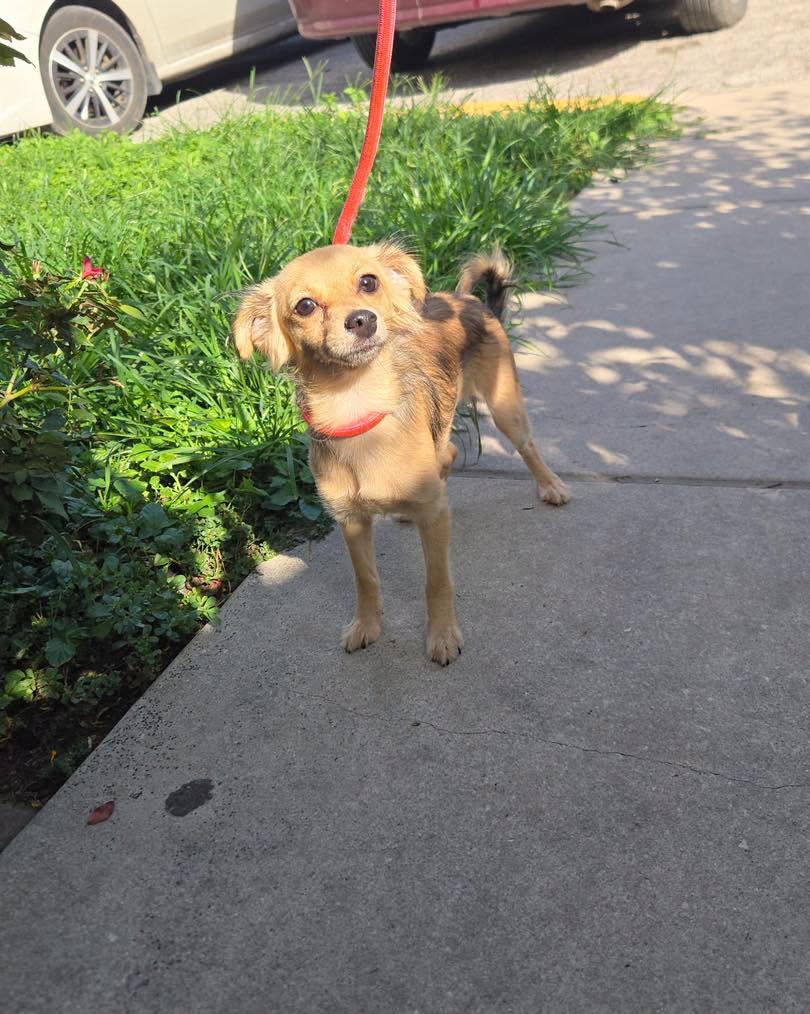 Hannah, an adopted mixed breed in Winsted, CT image 6/6