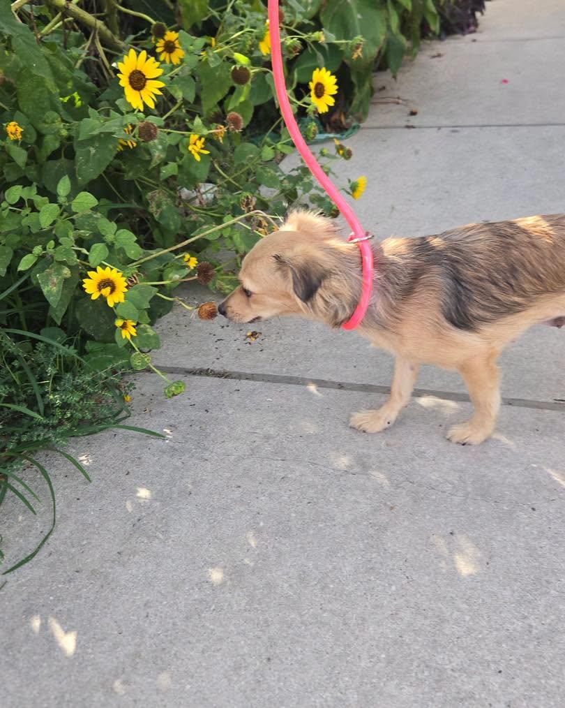 Hannah, an adopted mixed breed in Winsted, CT image 5/6
