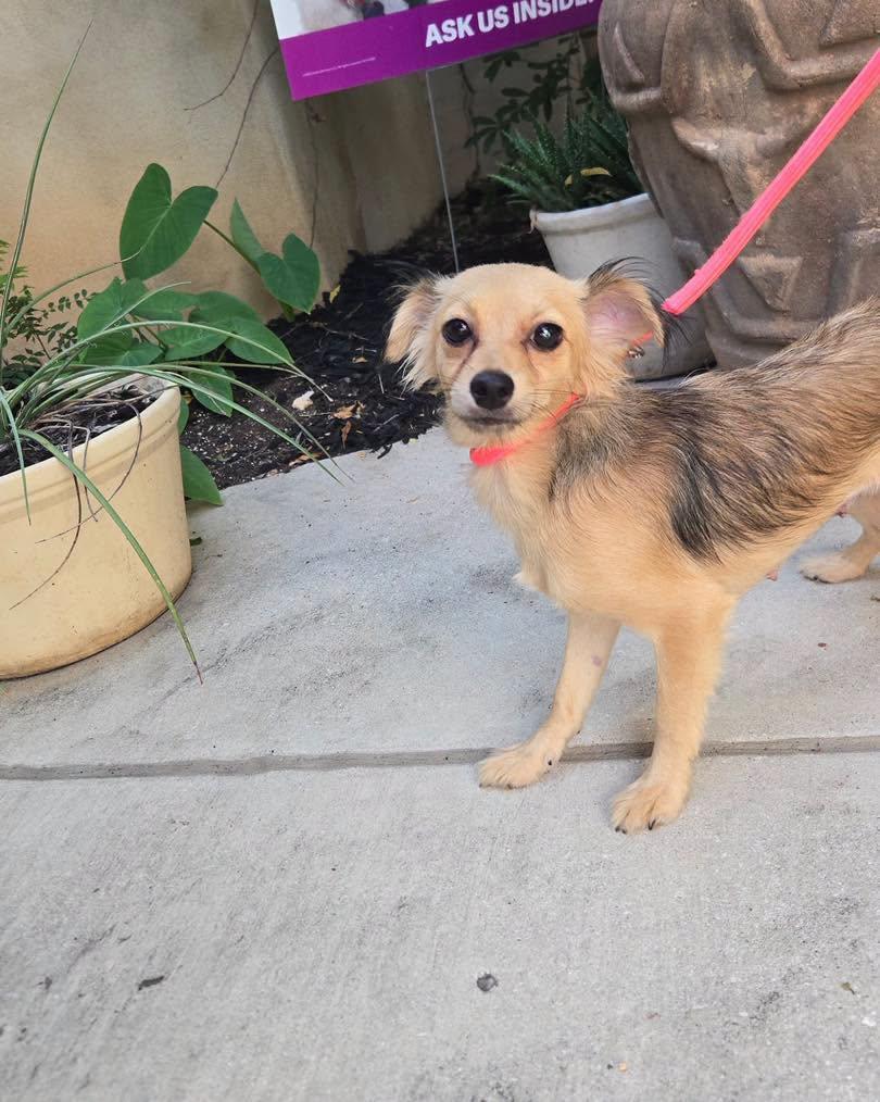 Hannah, an adopted mixed breed in Winsted, CT image 2/6