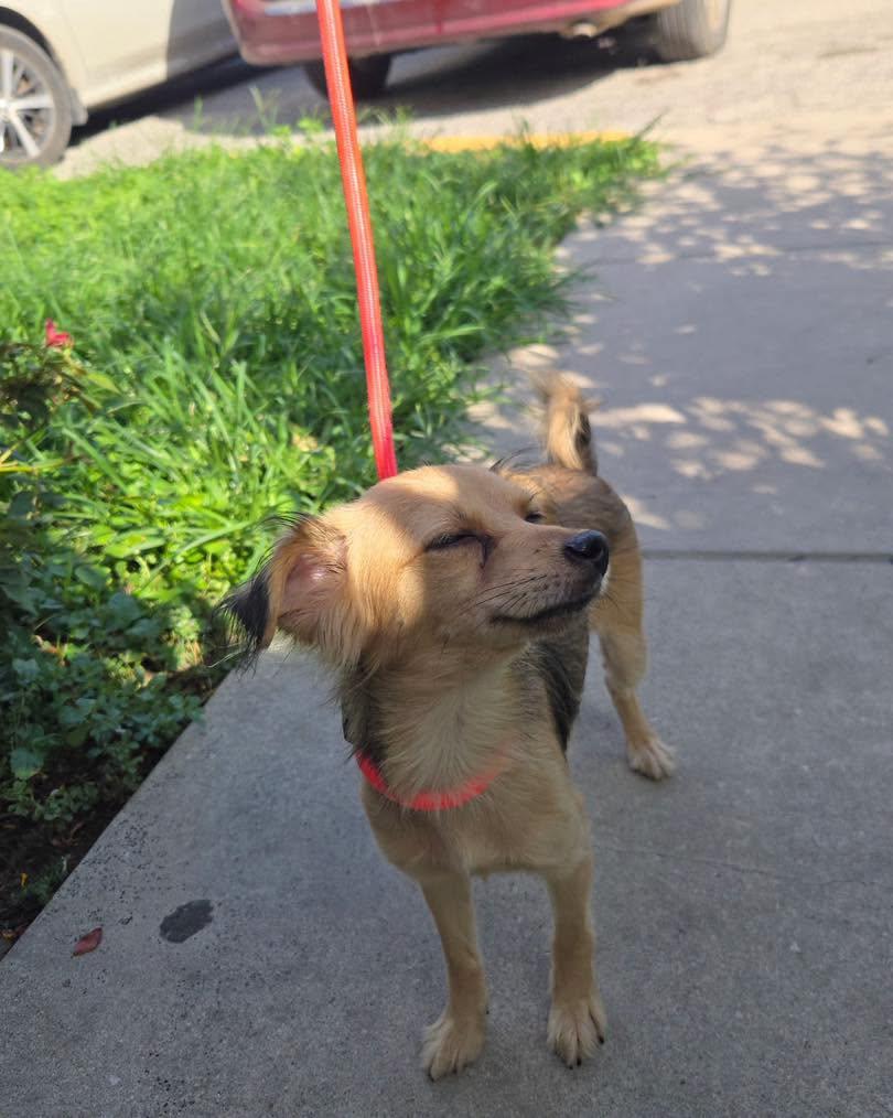 Hannah, an adopted mixed breed in Winsted, CT image 4/6