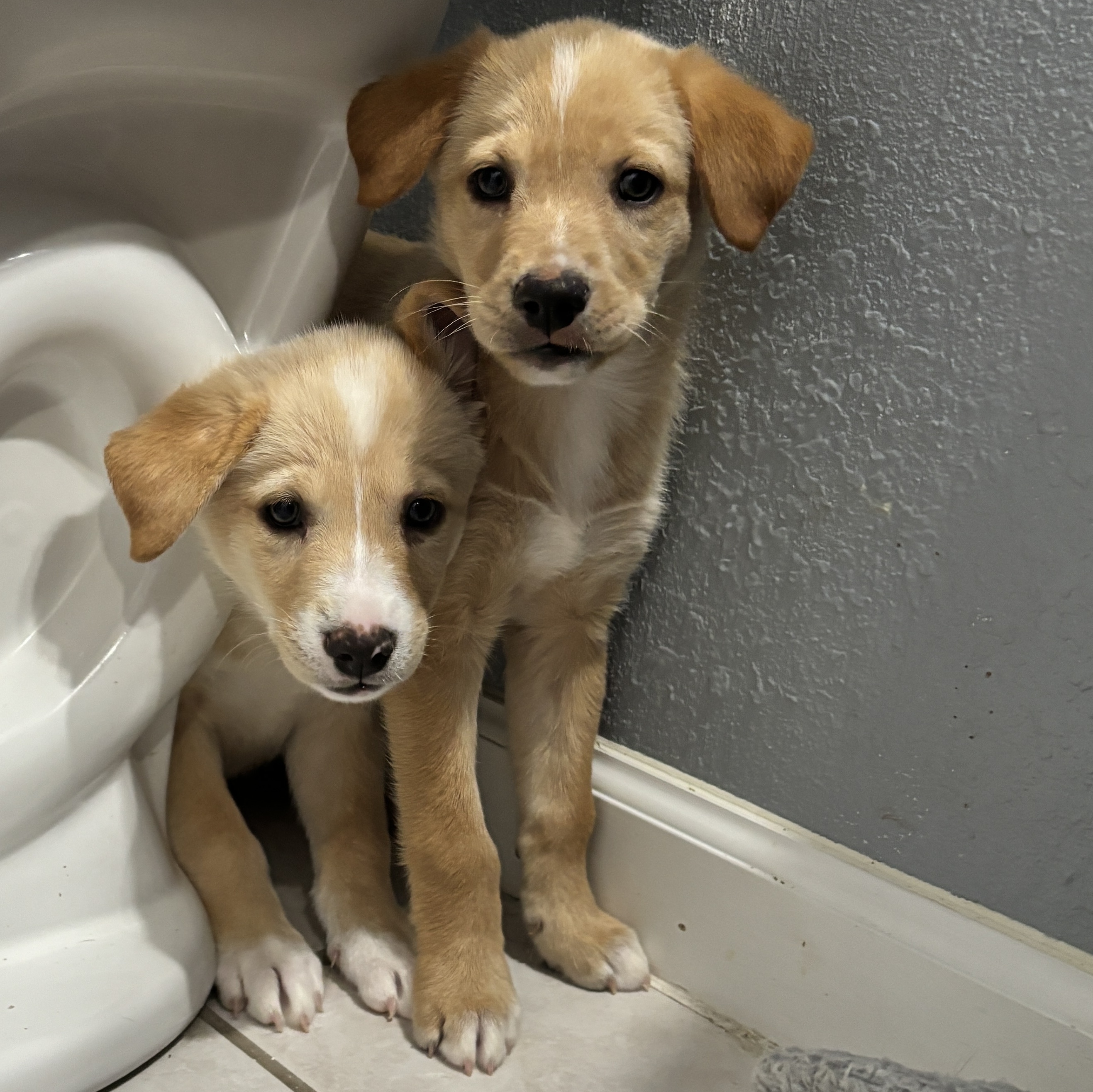 Dog for adoption Olivia, a Golden Retriever & Retriever Mix in Boise