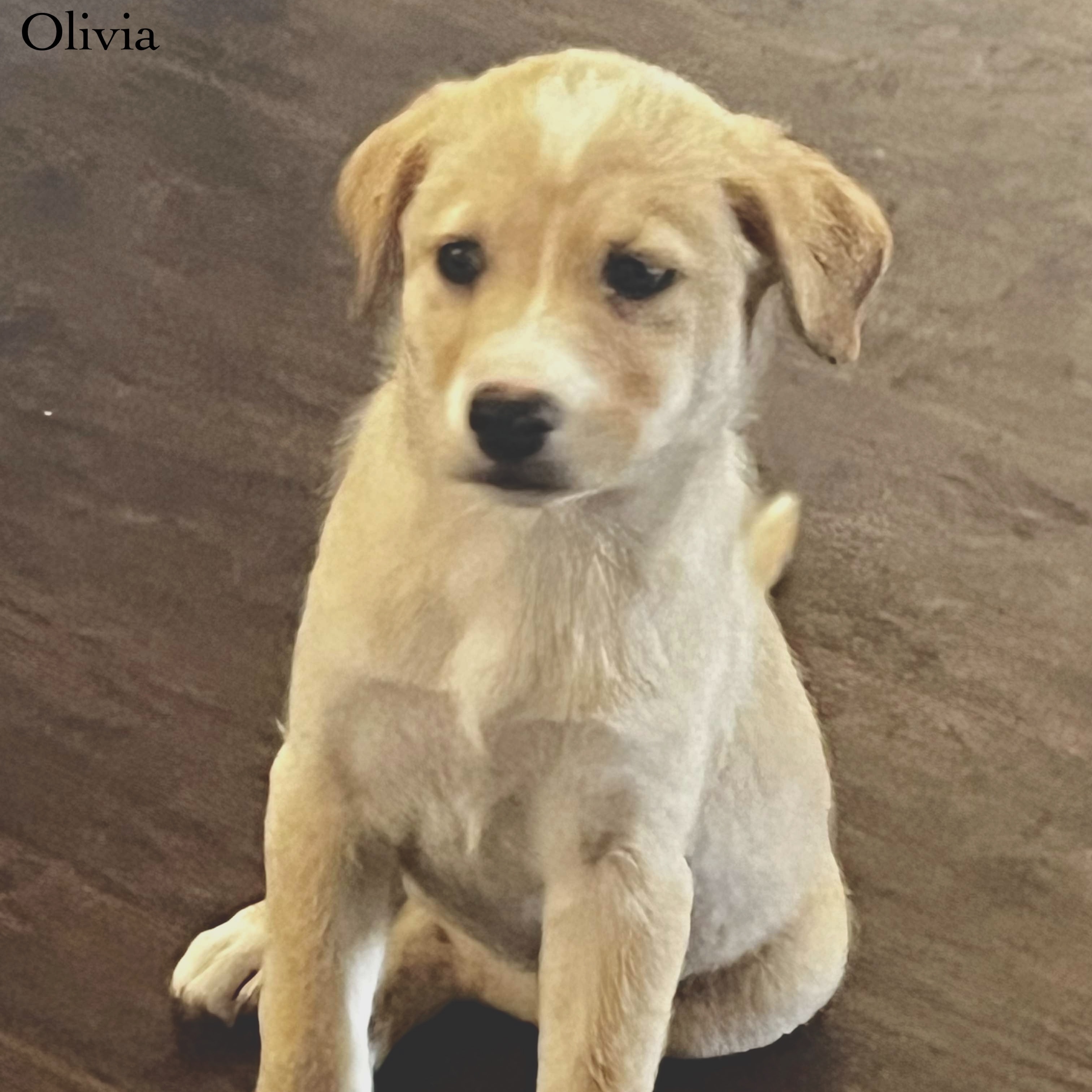 Dog for adoption Olivia, a Golden Retriever & Retriever Mix in Boise