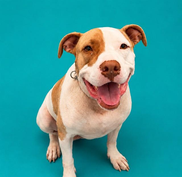 Enlarge BUELLER, a Adoptable mixed breed in Pearland, TX image 1/1