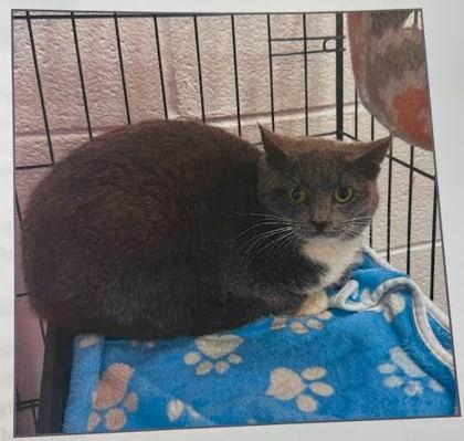 Colorado - Blue Collar Cat, Adoptable, Adult Male Domestic Medium Hair & Domestic Short Hair.