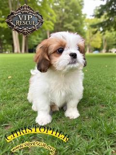 Enlarge Christopher / Redington Beach , a Adoptable Shih Tzu in Redington Beach, FL image 2/6