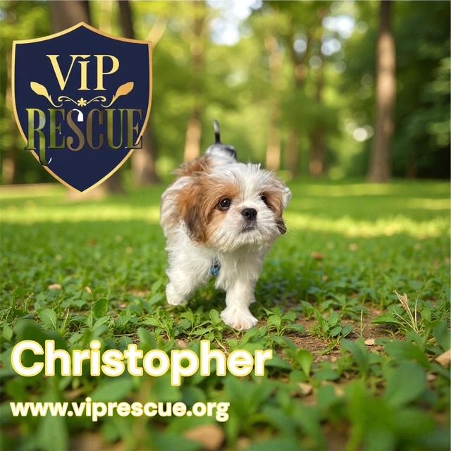 Enlarge Christopher / Redington Beach , a Adoptable Shih Tzu in Redington Beach, FL image 6/6
