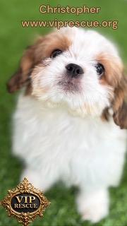 Enlarge Christopher / Redington Beach , a Adoptable Shih Tzu in Redington Beach, FL image 5/6
