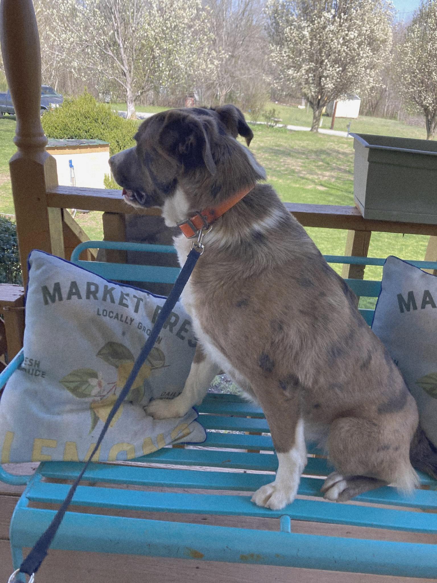 WILLIE WONKA, a ADOPTABLE mixed breed in Jackson, TN image 5/6