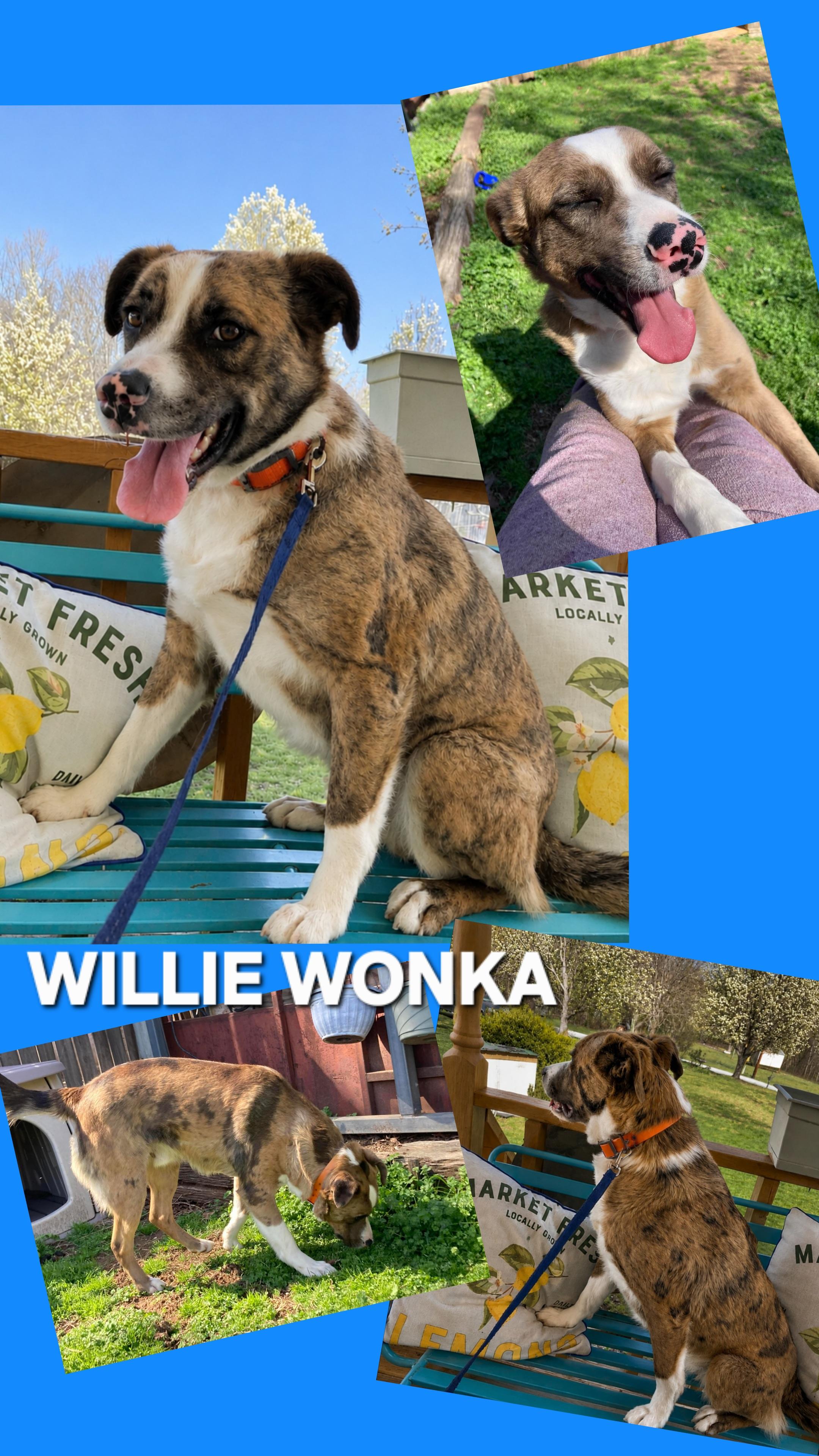 WILLIE WONKA, ADOPTABLE, Young Male Catahoula Leopard Dog & Border Collie.