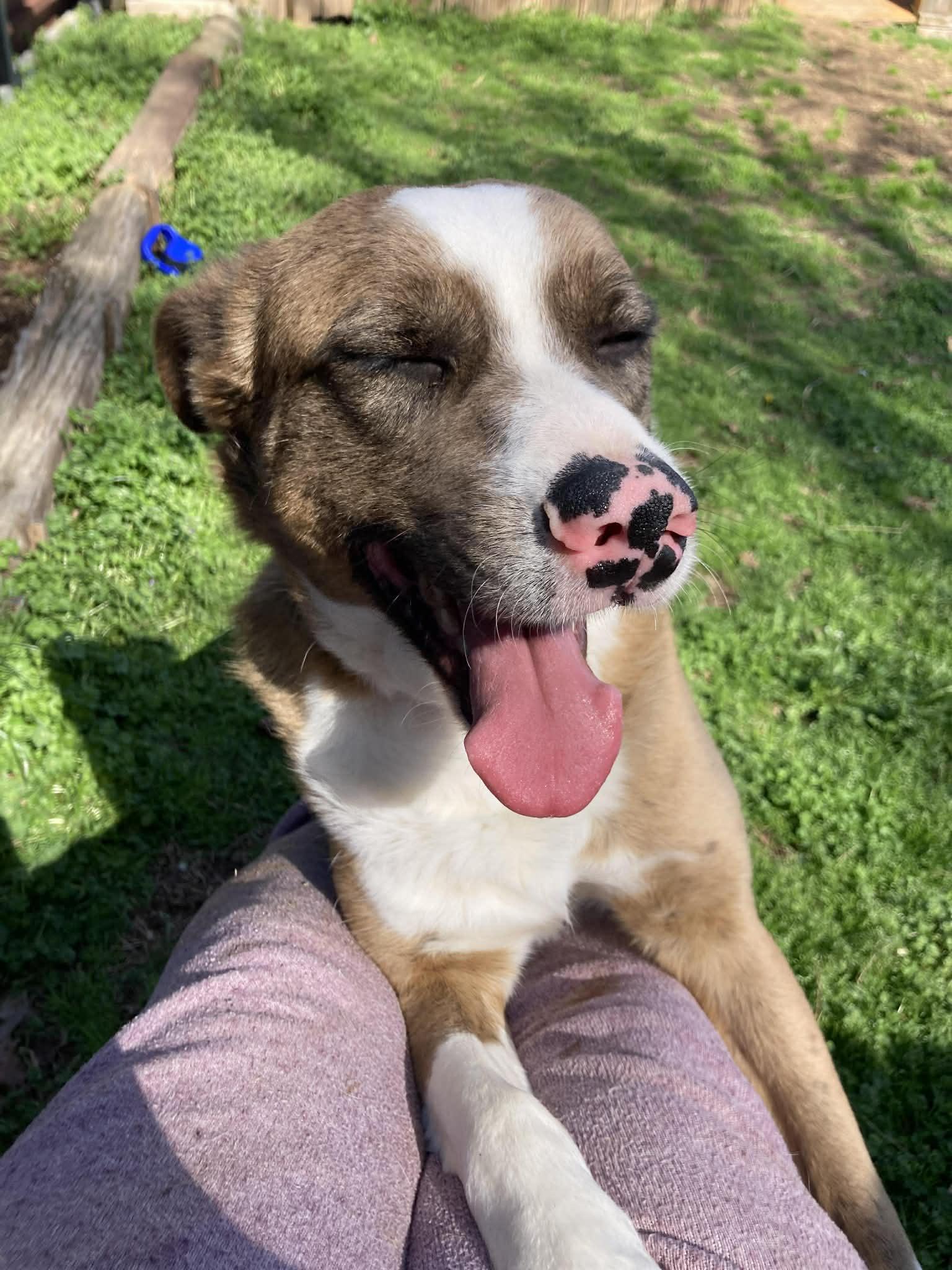 WILLIE WONKA, a ADOPTABLE mixed breed in Jackson, TN image 4/6