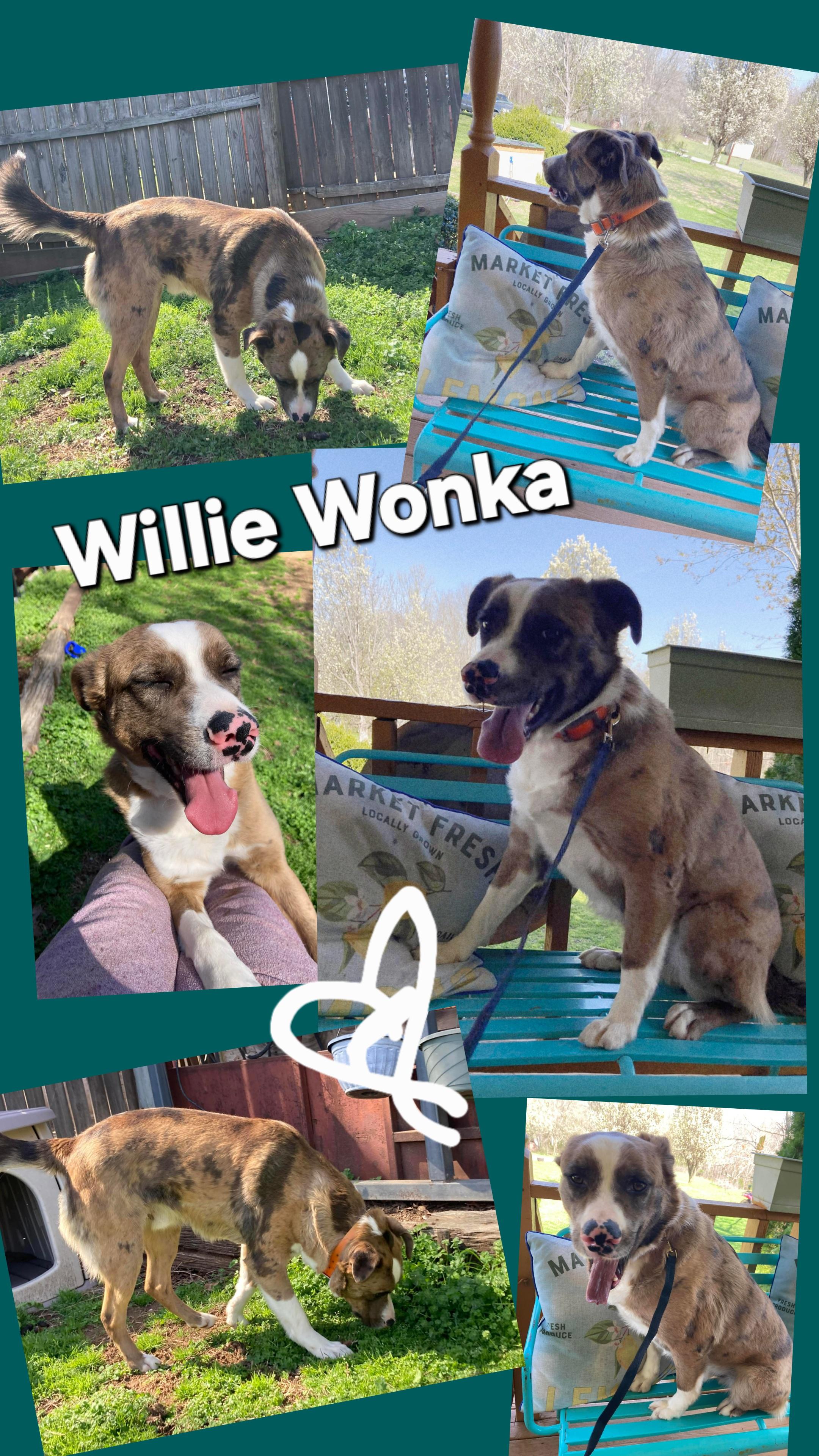 WILLIE WONKA, a ADOPTABLE mixed breed in Jackson, TN image 1/6