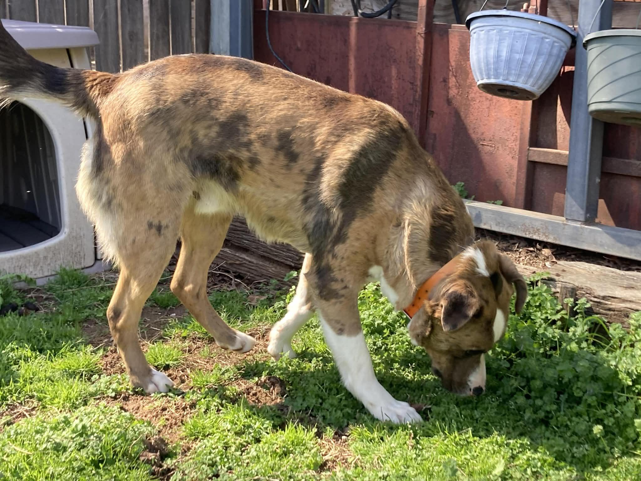 WILLIE WONKA, a ADOPTABLE mixed breed in Jackson, TN image 6/6
