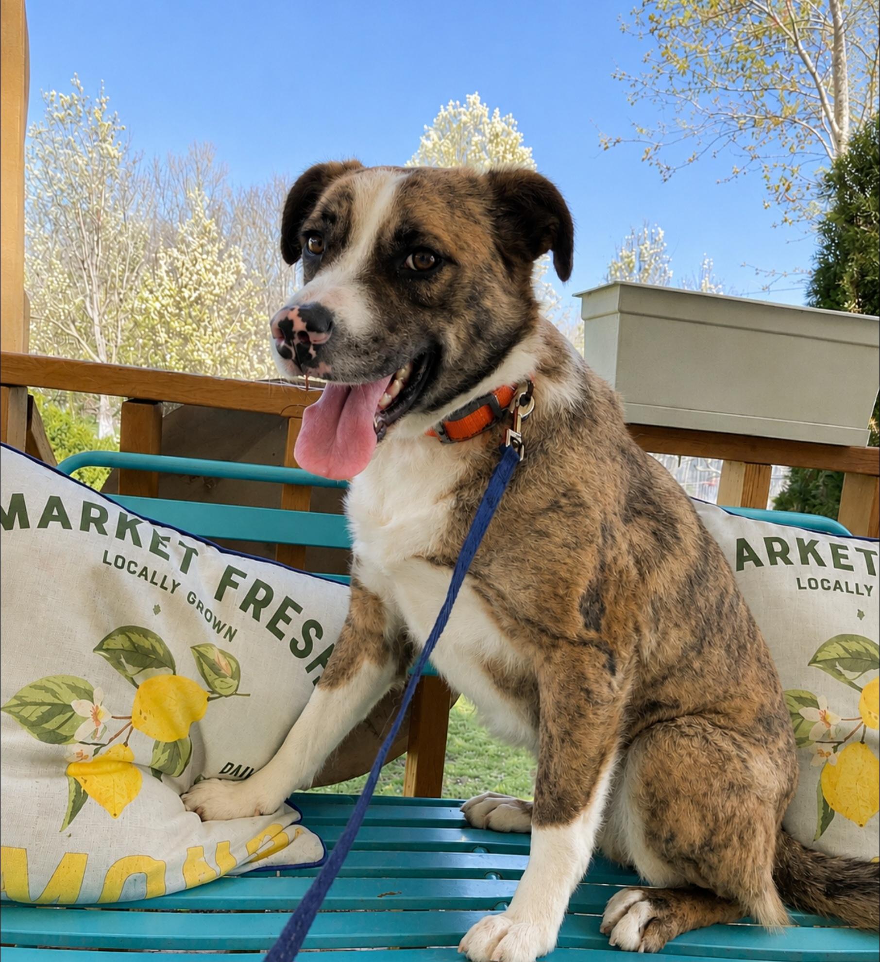 Enlarge WILLIE WONKA, a ADOPTABLE mixed breed in Jackson, TN image 5/6