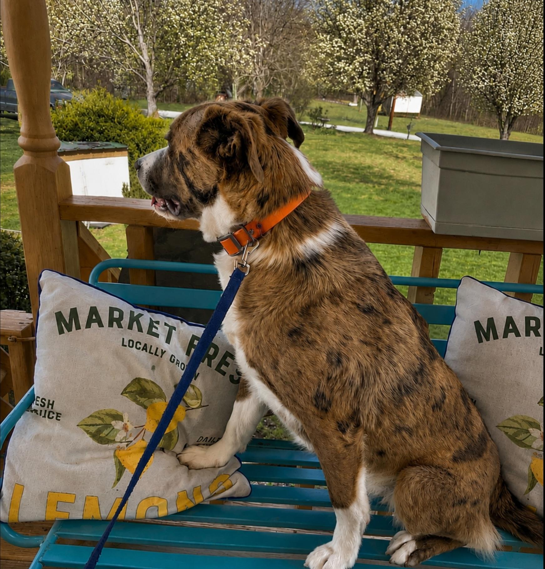 Enlarge WILLIE WONKA, a ADOPTABLE mixed breed in Jackson, TN image 6/6